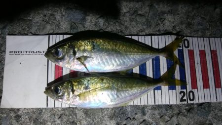 数日前と違い不発